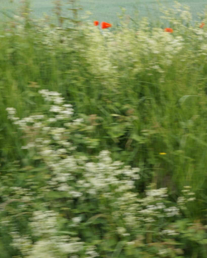 DSC03599