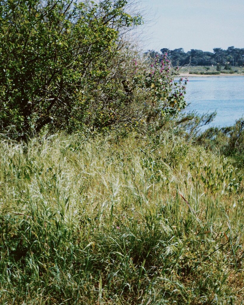 le mimbeau etude 07 vue